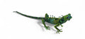 IGUANA HUICHOL SMALL - Sax Style