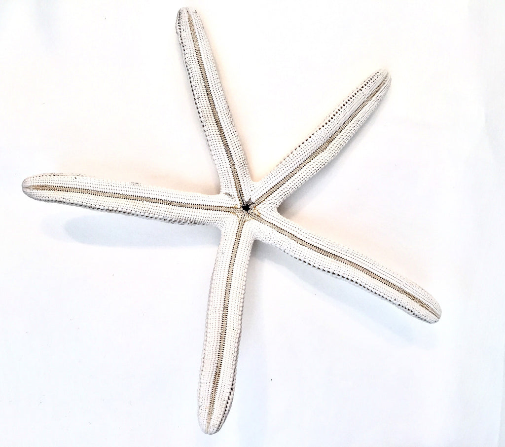 Natural Starfish 8-10 - Sax Style