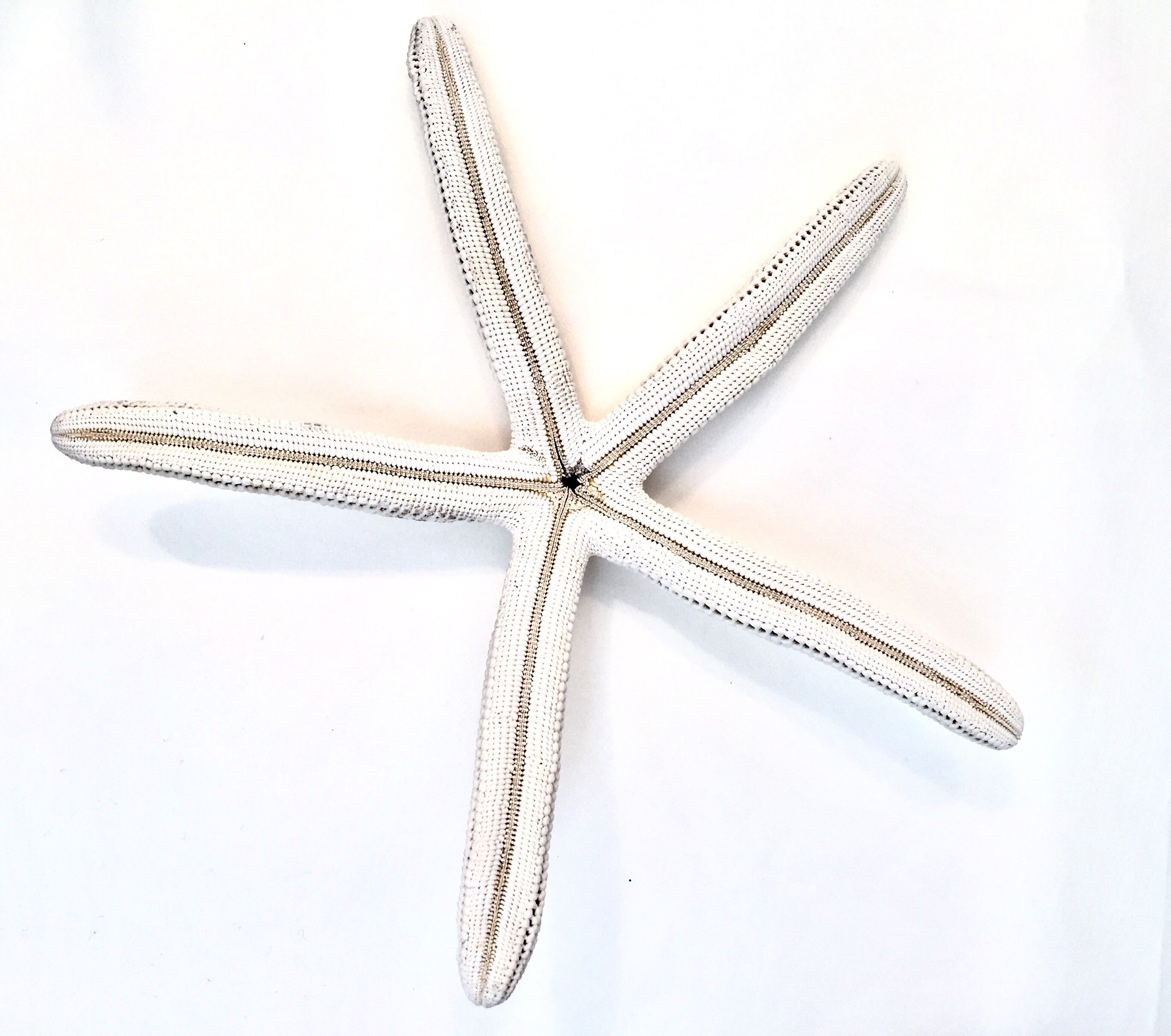 Natural Starfish 8-10 - Sax Style
