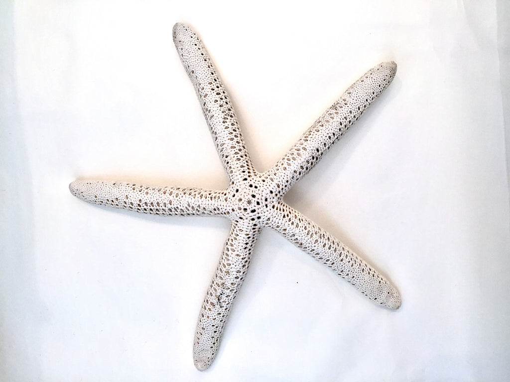 Natural Starfish 8-10 - Sax Style