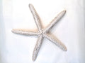 Natural Starfish 8-10 - Sax Style