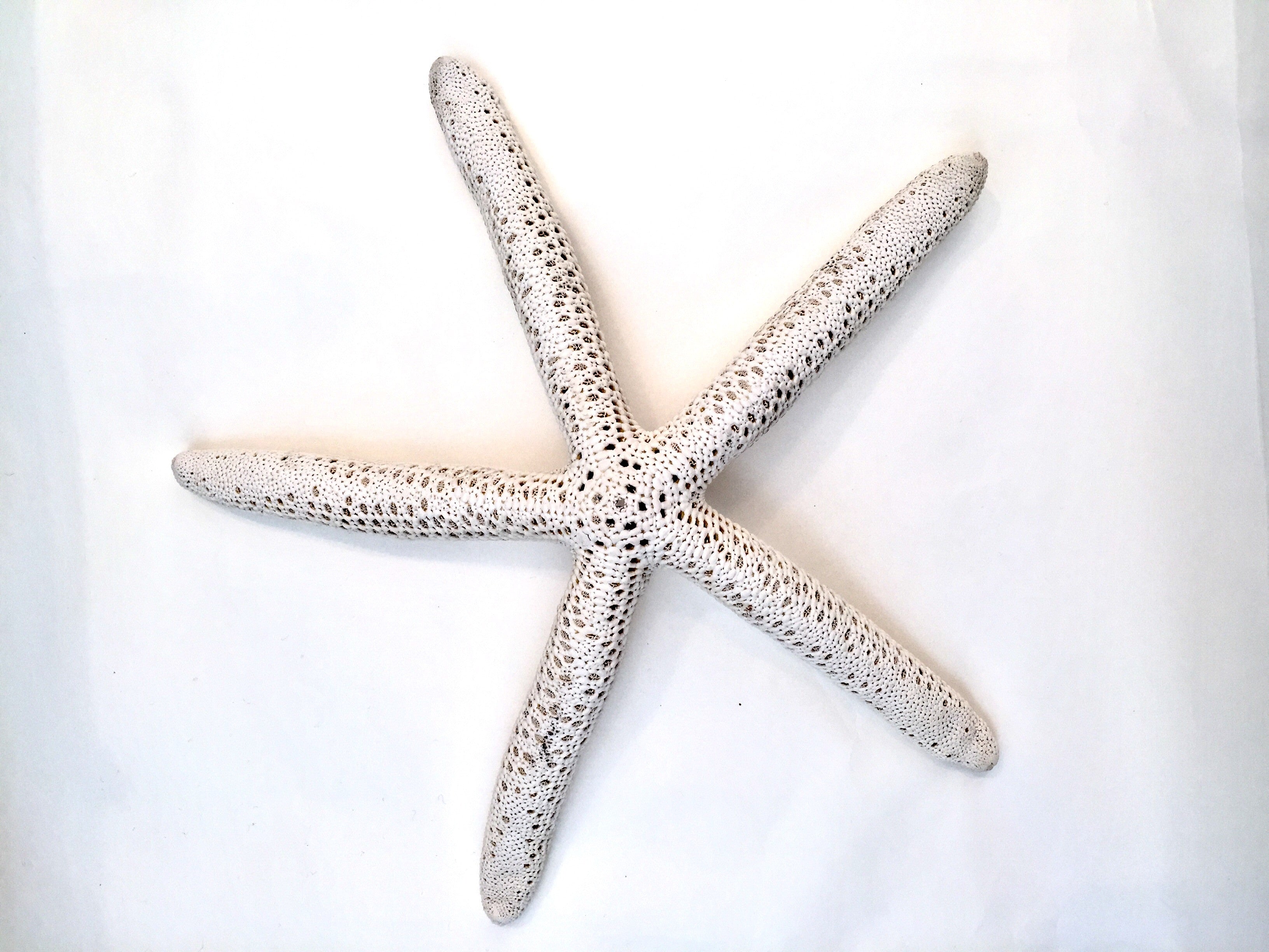 Natural Starfish 8-10 - Sax Style